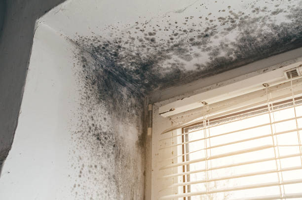 Affordable Black Mold Remediation solutions in Casselberry, FL